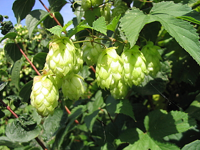 LUPULUS HUMULUS